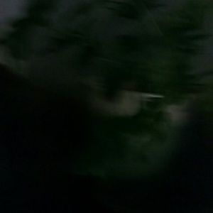 Meet your Posher, Joyce