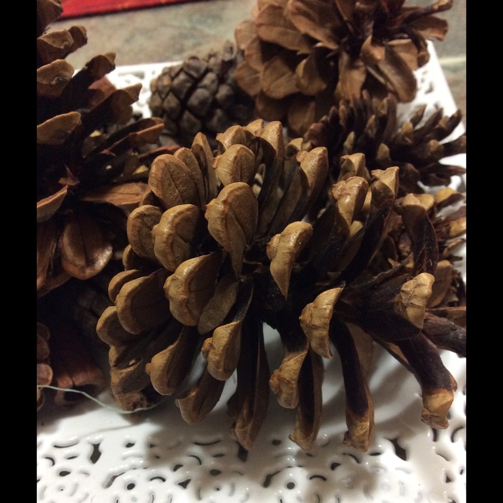 Meet your Posher, Caroline