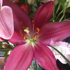 Meet your Posher, Aurelia