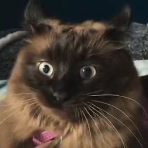 Meet your Posher, Liz