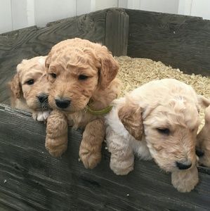 Meet your Posher, Kacey