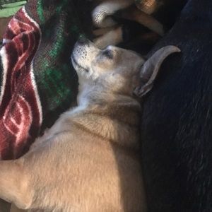 Meet your Posher, Violet