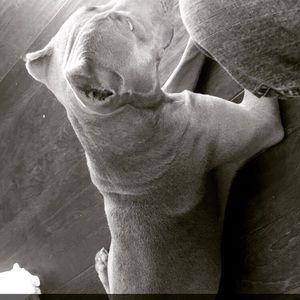 Meet your Posher, Pascual