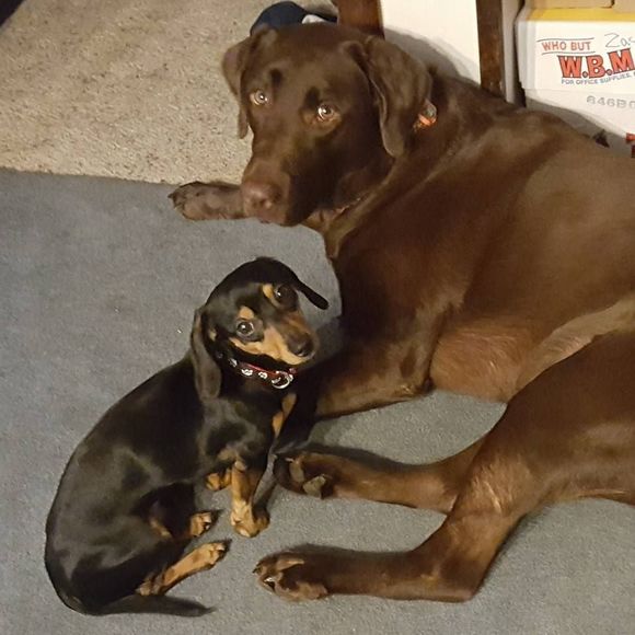 Meet your Posher, Nicole - Picture 1 of 1