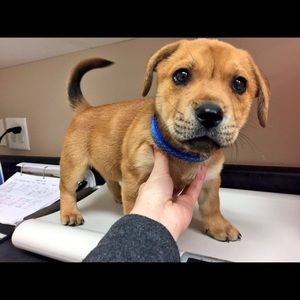 Meet your Posher, Josh