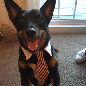 Meet your Posher, Connie