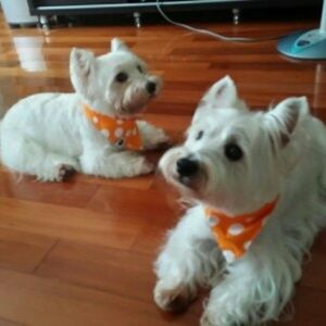 Meet your Posher, Fallon