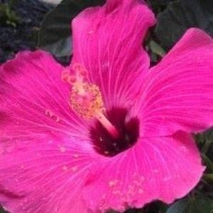 Meet your Posher, Detra