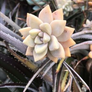 Meet your Posher, Grace