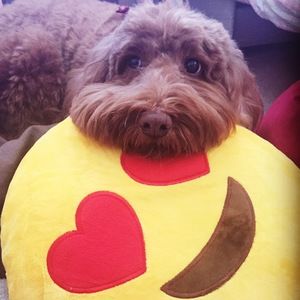 Meet your Posher, Lucy