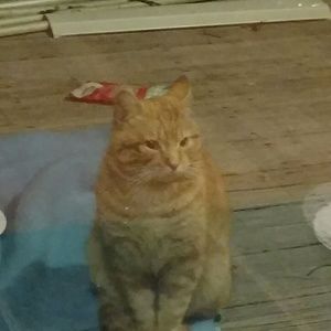 Meet your Posher, Erika