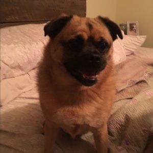 Meet your Posher, Joe