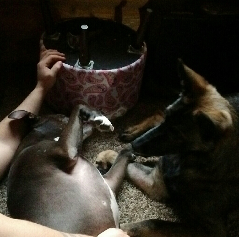 Meet your Posher, Bailey