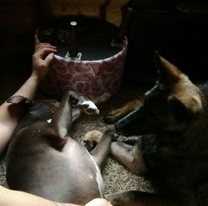 Meet your Posher, Bailey