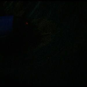 Meet your Posher, Sammy