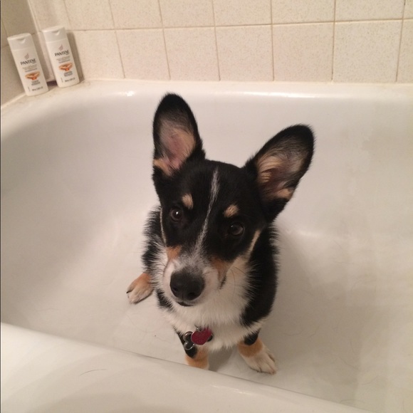 Meet your Posher, Emily - Picture 3 of 3