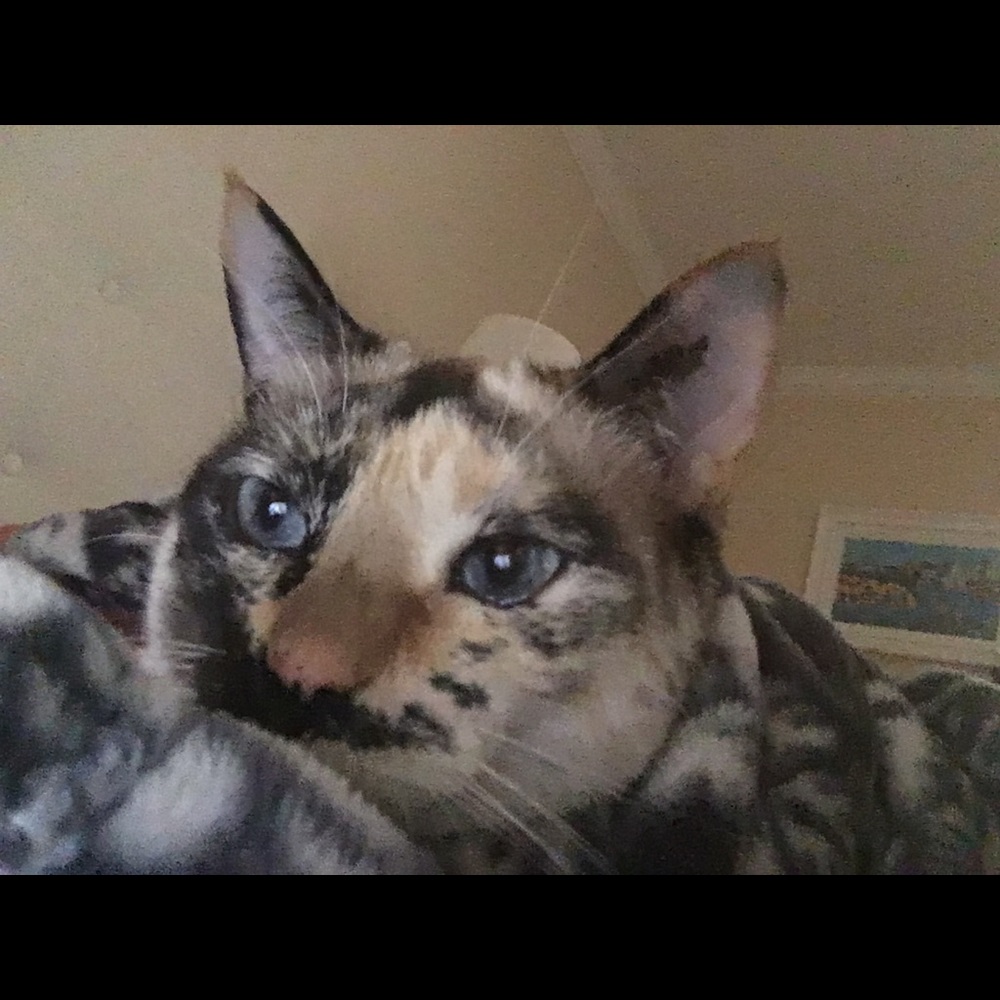 Meet your Posher, Colleen