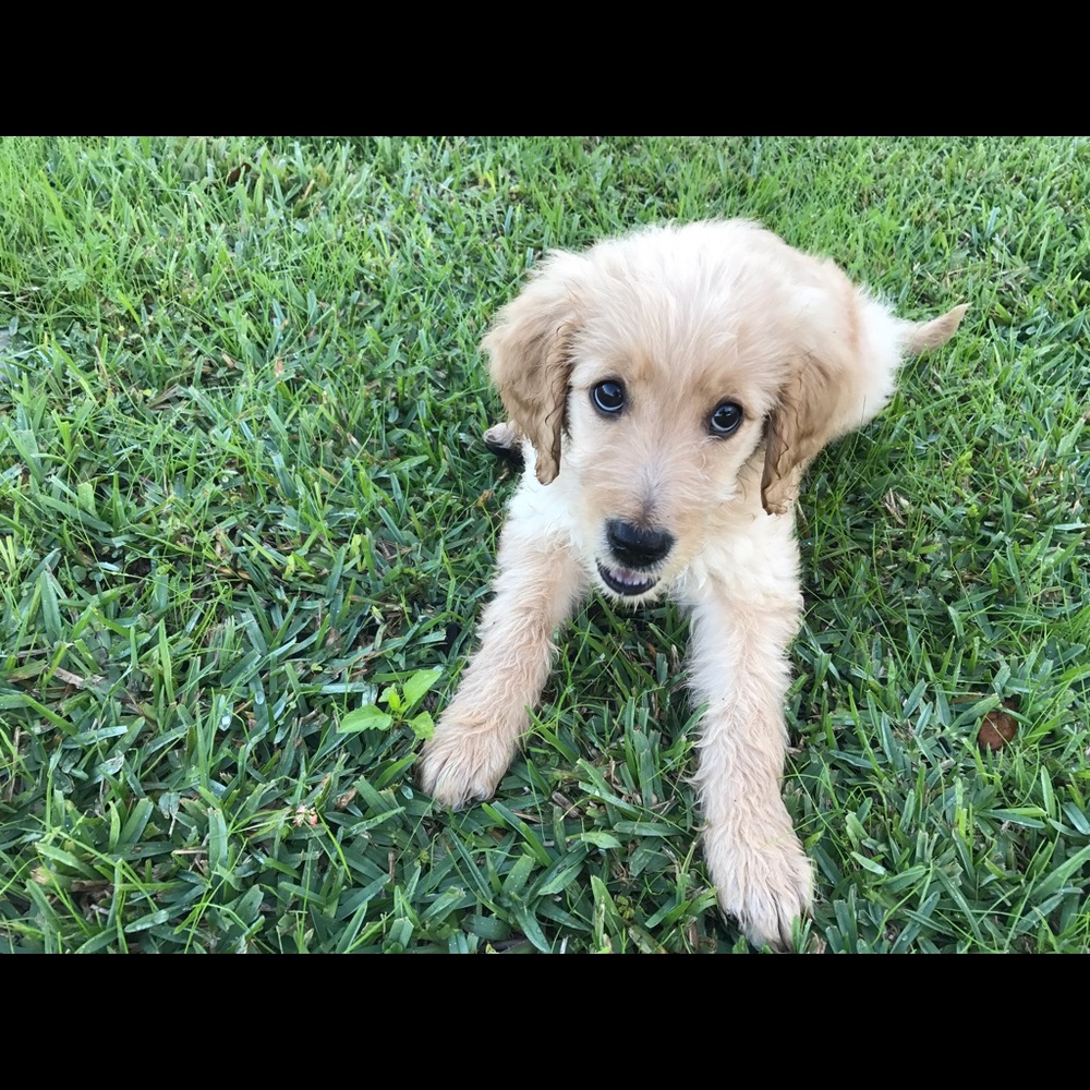 Meet your Posher, Ash