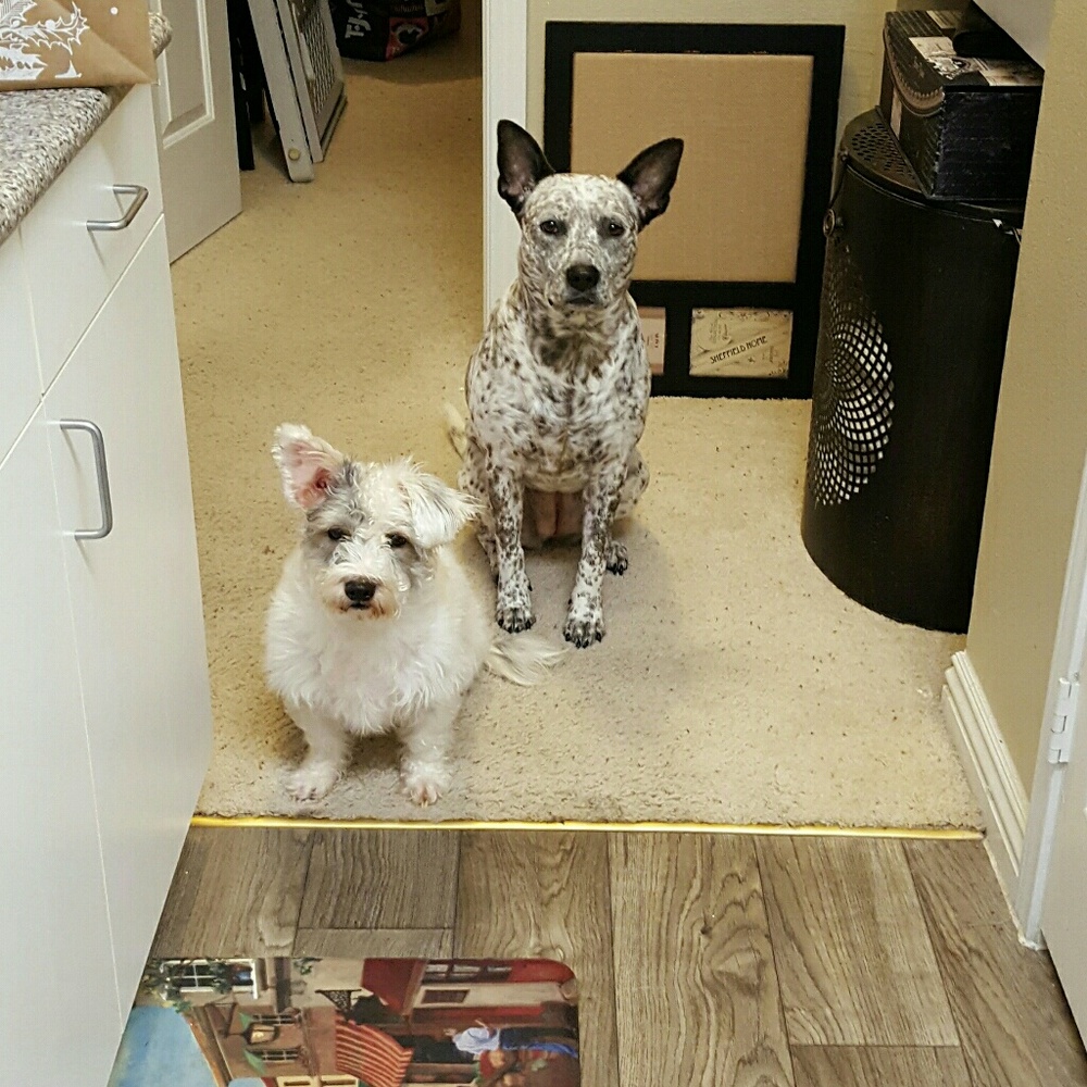 Meet your Posher, Rosa