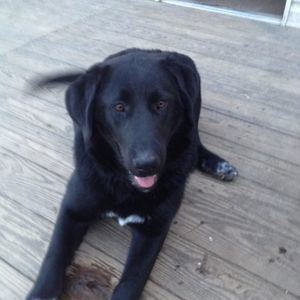 Meet your Posher, Jackson