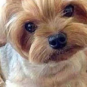 Meet your Posher, Donna