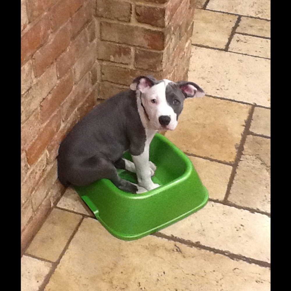 Meet your Posher, Shannon