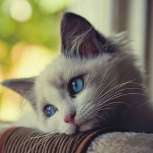 Meet your Posher, Jo ann