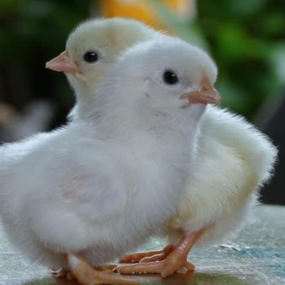 Meet your Poshers, Jill and Rachel