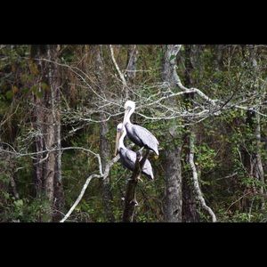 Meet your Posher, Jeannie