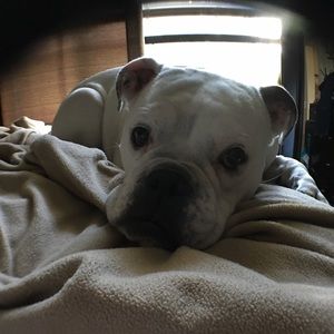 Meet your Posher, Chasity