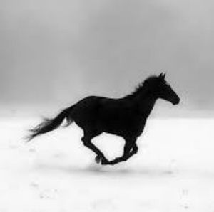 Meet your Posher, Shaelyn