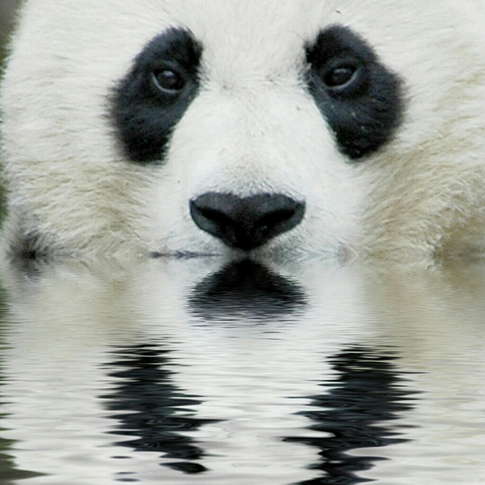 Meet your Posher, Barbara