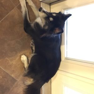 Meet your Posher, Justin