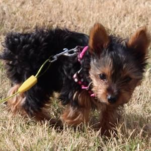 Meet your Posher, Ginger