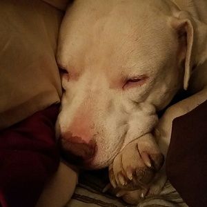 Meet your Posher, Nikki