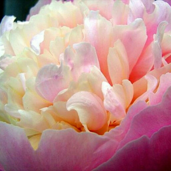 Meet your Posher, Laura - Picture 1 of 1