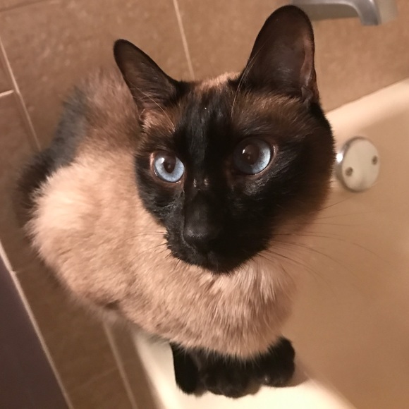 Meet your Posher, Khizer - Picture 1 of 1