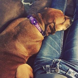 Meet your Posher, Arklatex Animal Rescue