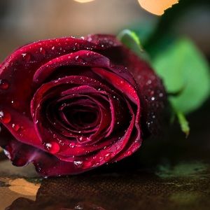 Meet your Posher, Leonor