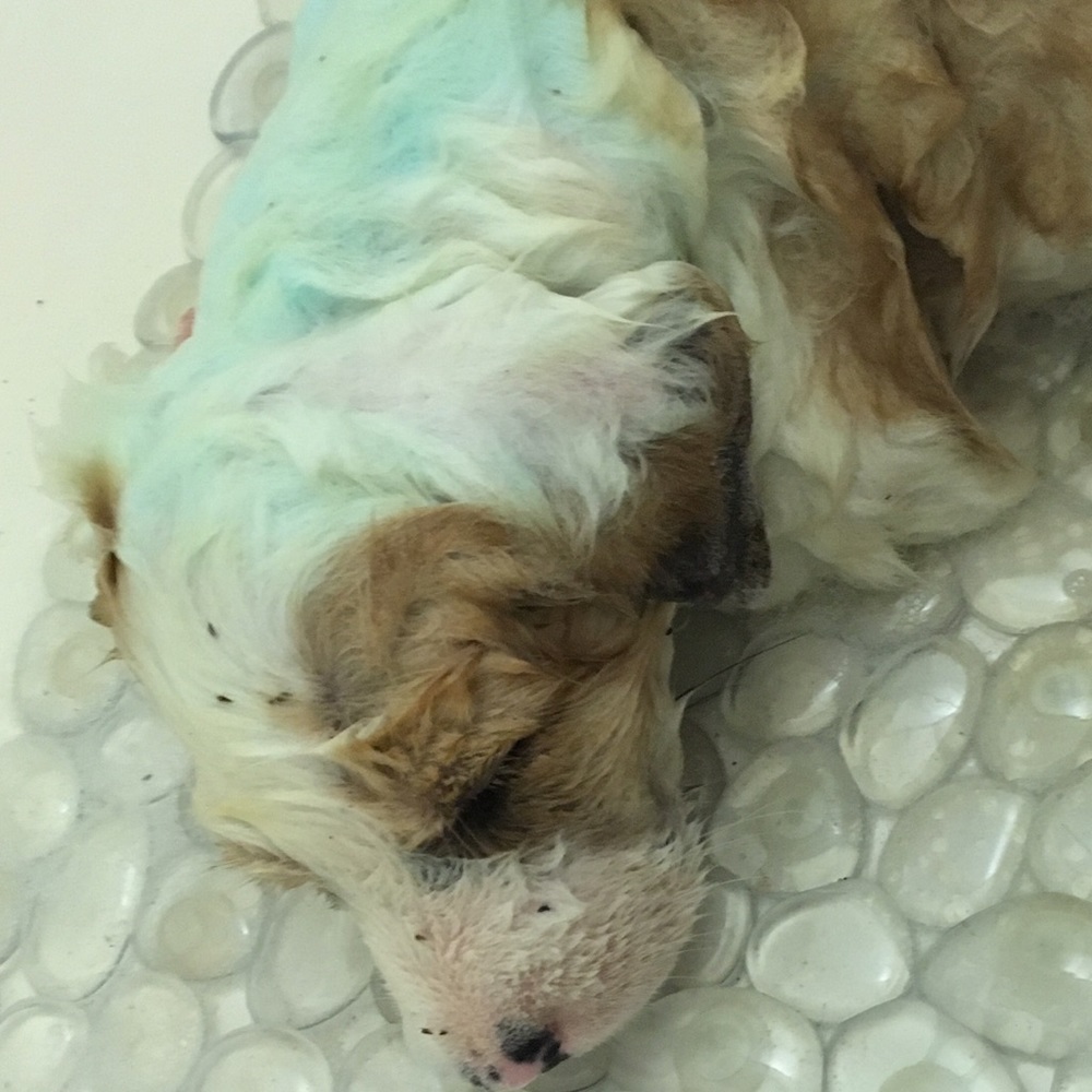 Animal abuse is a crime