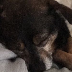 Meet your Posher, Janilka