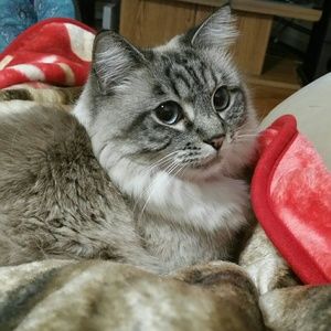 Meet your Posher, Irma