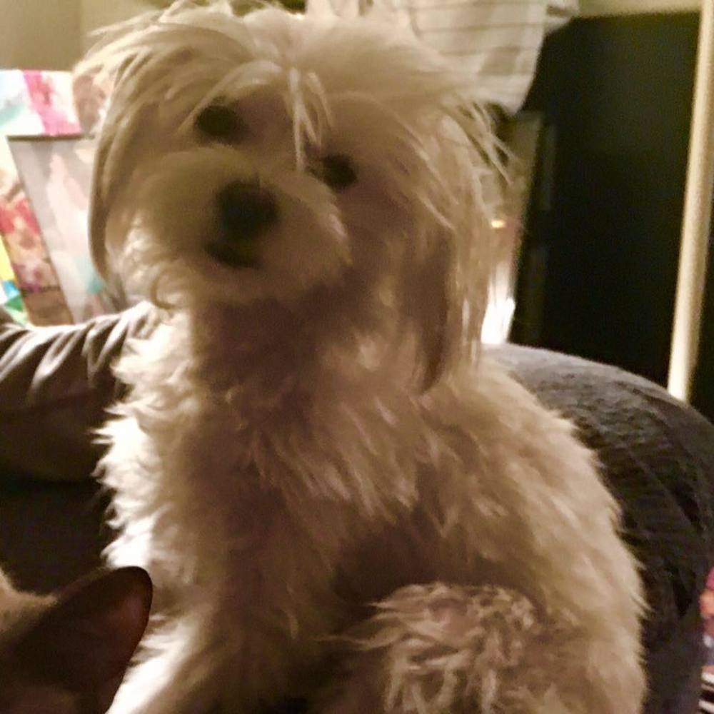 Meet your Posher, Roxy