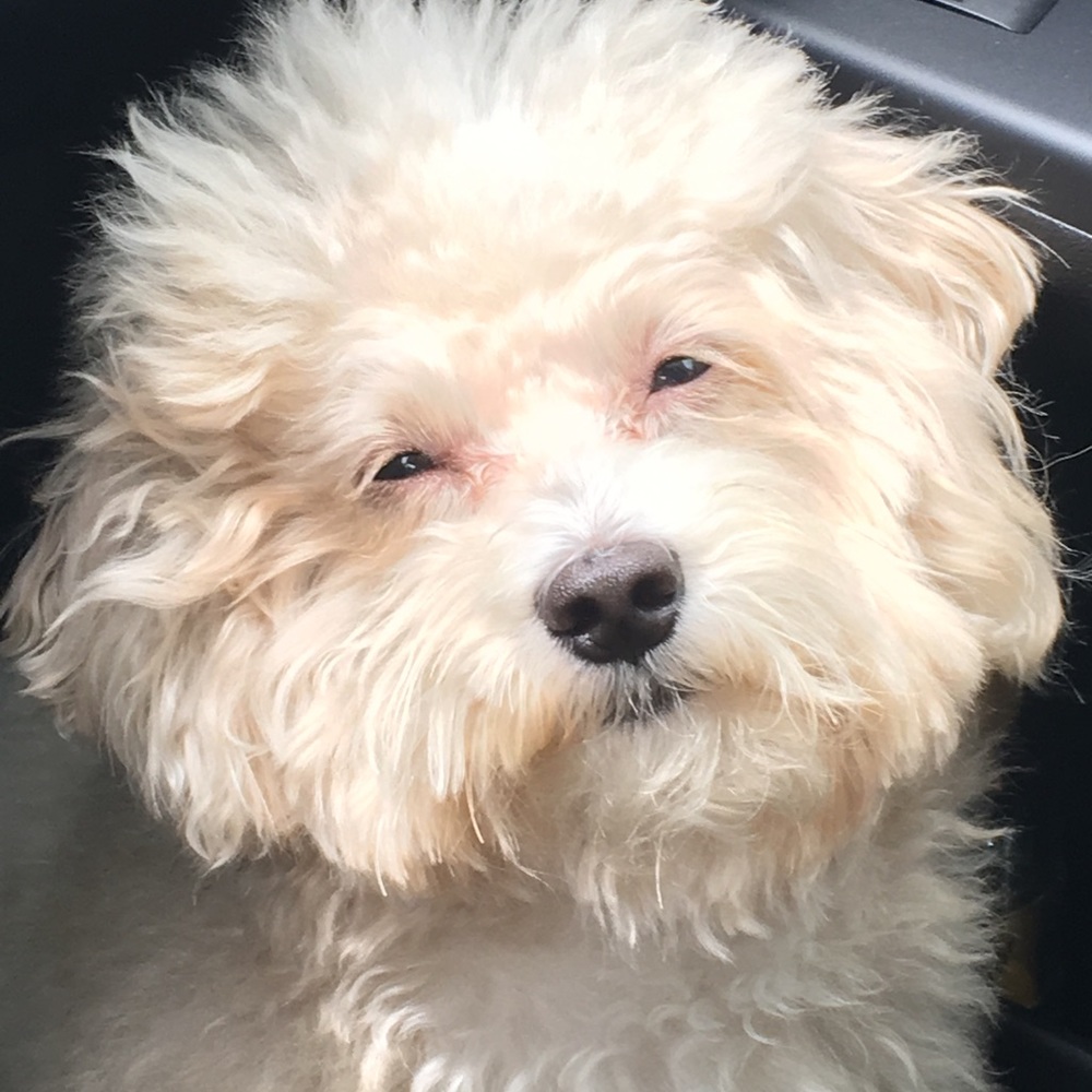 Meet your Posher, Marlena