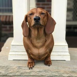 Meet your Posher, Tommy