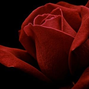 Meet your Posher, Regina