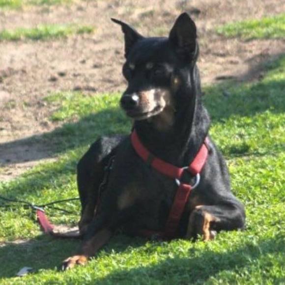 Meet your Posher, Ashley - Picture 2 of 2