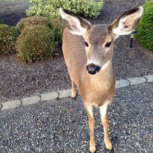 Meet your Posher, Lisa