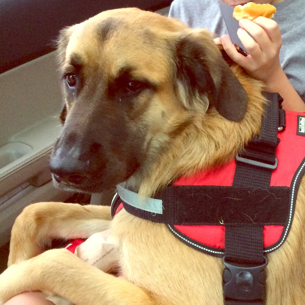 Meet your Posher, Molly