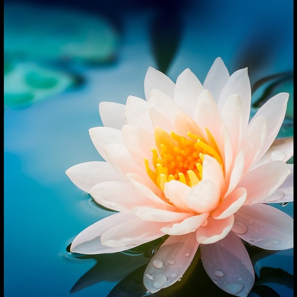 Meet your Posher, Ava - Picture 1 of 1